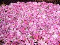 Rose Water Distillation Ceremony ( Golab Giri )