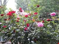 Rose Water Distillation Ceremony ( Golab Giri )