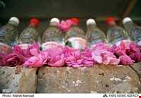 Rose Water Distillation Ceremony ( Golab Giri )