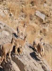 منطقه حفاظت شده کوه خیز و سرخ ( خائیز  )