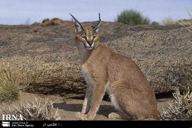 Khaez protected area