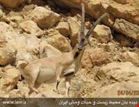 Khaez protected area