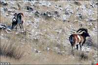 Khaez protected area