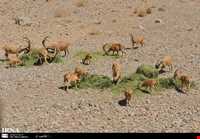 Khaez protected area