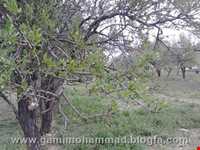 Village and historic area Of Jowzeqan