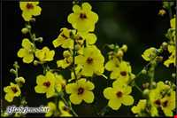 Tourist region of Roud Rouneh