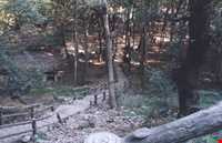 Khalil Abad forest park