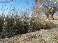 Khalil Abad forest park