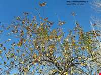 Khalil Abad forest park