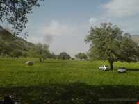 Mian Jangal Protected Area