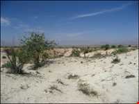 Mian Jangal Protected Area