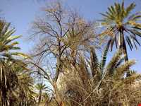 Mian Jangal Protected Area