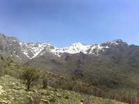 زیستگاه شاهو