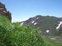 زیستگاه شاهو