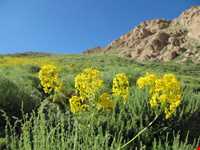 زیستگاه شاهو