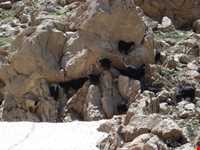 زیستگاه شاهو