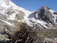 زیستگاه شاهو