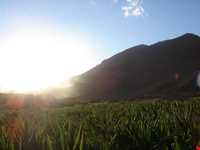 زیستگاه شاهو