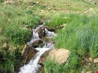 زیستگاه شاهو