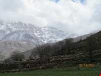 زیستگاه شاهو