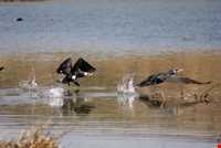 دریاچه بزنگان