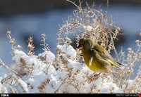 دریاچه بزنگان