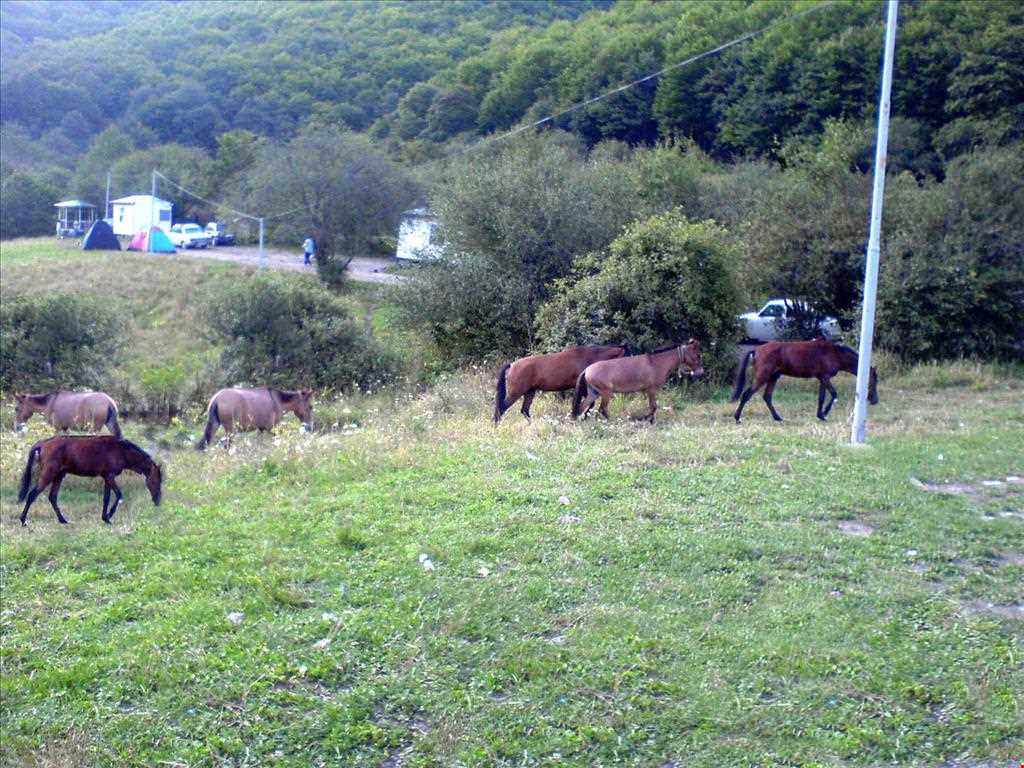 Aynaloo Forest and Protected Area