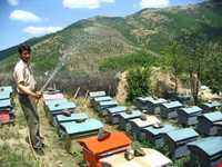 Aynaloo Forest and Protected Area