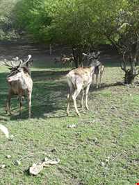 Aynaloo Forest and Protected Area