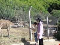 Aynaloo Forest and Protected Area