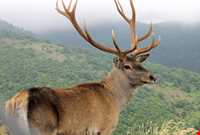 Aynaloo Forest and Protected Area