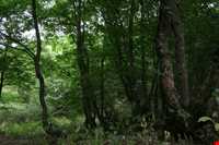 Aynaloo Forest and Protected Area