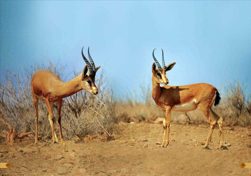 Tootsiah hunting prohibited region