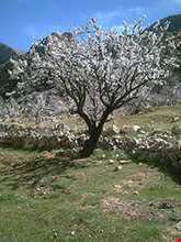 گردشگاه پلنگان