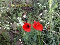 سد کمایستان ( زرقان )