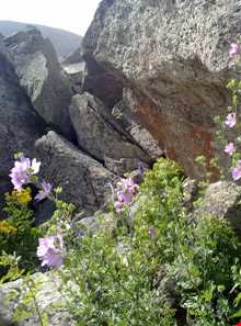 آب معدنی اوکوز داغ