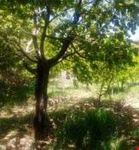 روستای بیدخور