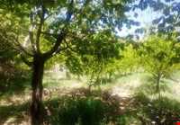 روستای بیدخور