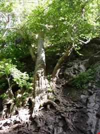 Arzaneh Tourist Area