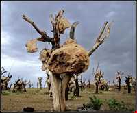 Bagh-e Sangi Bolourd