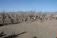 Bagh-e Sangi Bolourd