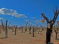 Bagh-e Sangi Bolourd