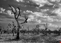 Bagh-e Sangi Bolourd