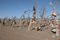 Bagh-e Sangi Bolourd