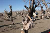 Bagh-e Sangi Bolourd