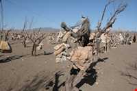 Bagh-e Sangi Bolourd