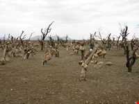 Bagh-e Sangi Bolourd