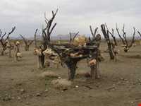 Bagh-e Sangi Bolourd