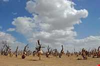 Bagh-e Sangi Bolourd