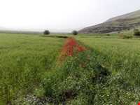 سراب سیاه منصورآباد